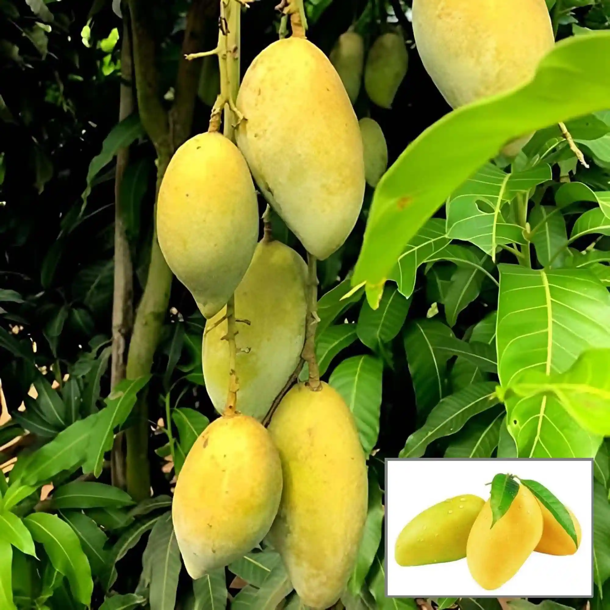 Chaunsa Mango (ચૌસા કેરી)